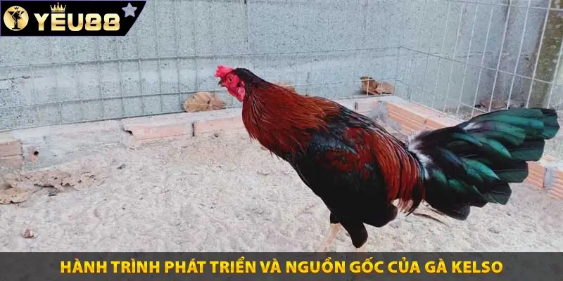 Hành trình phát triển và nguồn gốc của gà Kelso