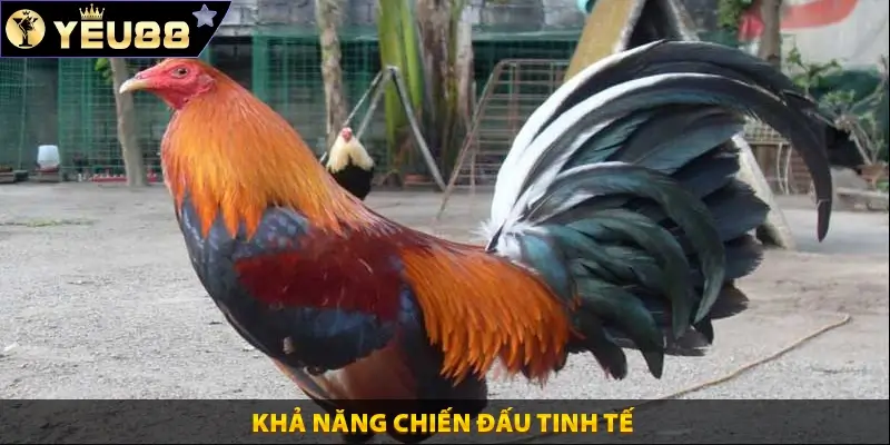 Khả năng chiến đấu tinh tế 