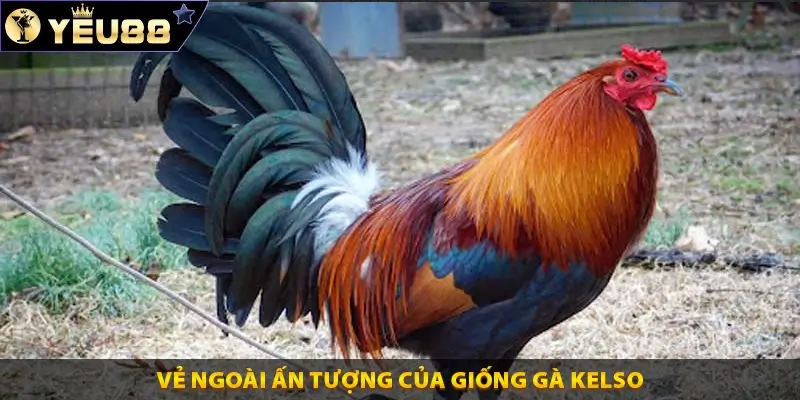 Vẻ ngoài ấn tượng của giống gà Kelso