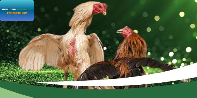 Đá gà độc quyền, kịch tính trong từng trận đấu